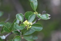 Flacourtia indica